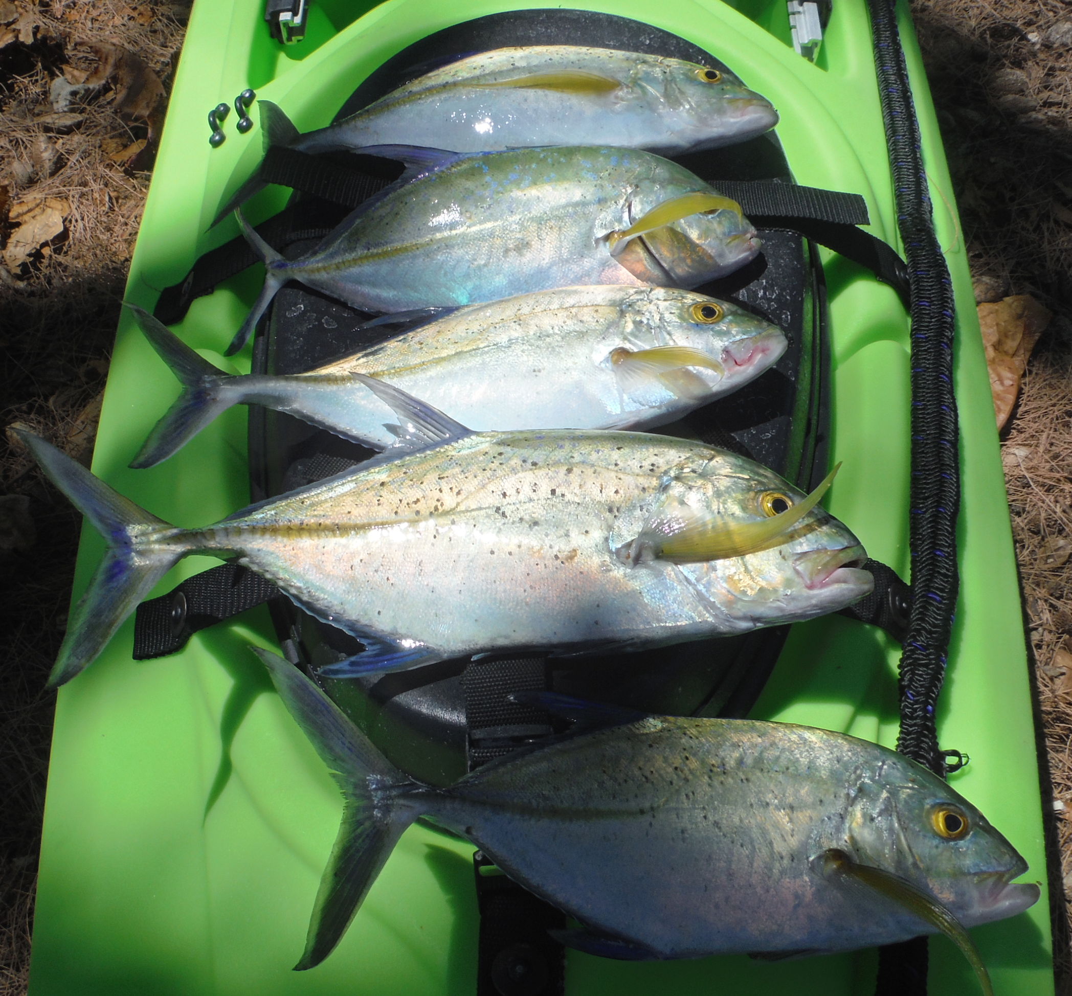 Five papio laying on a kayak hatch
