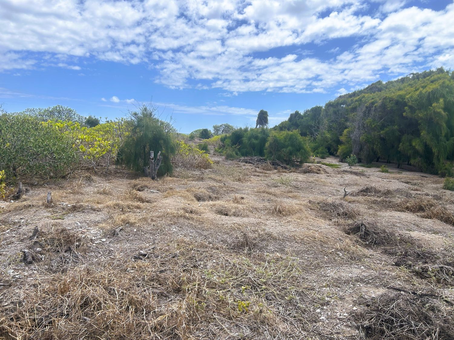 Brown patch of land with empty shearwater burrows