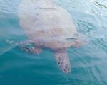 Green sea turtle, head down, at the surface of the water