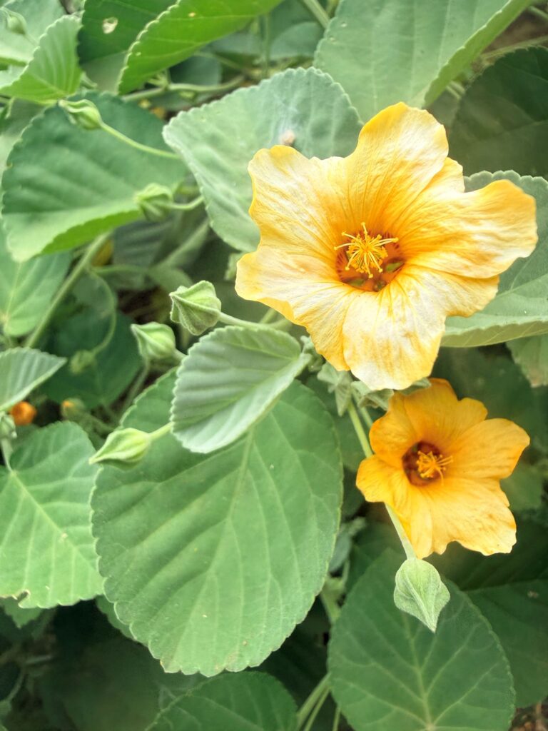 Close up of Ilima flowers