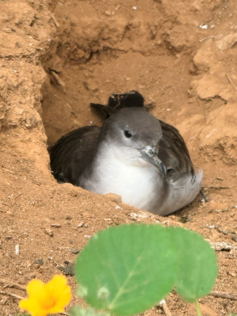 Wedge-tailed shearwater in burrow