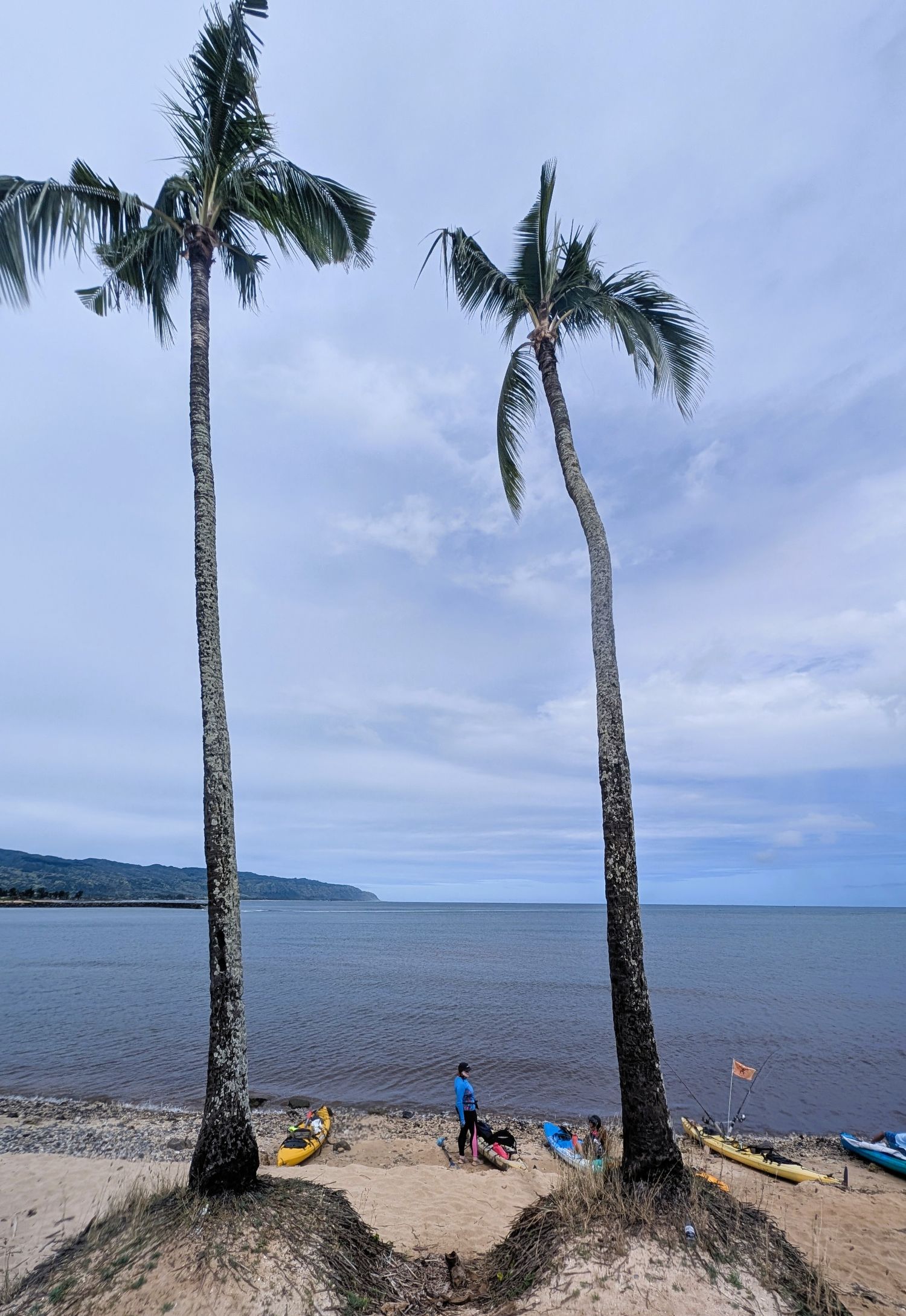 Spindly coconut trees frame kayakers on the beach with Kaena Pt on the horizon